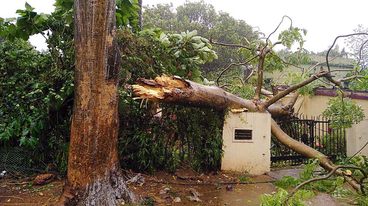A collapsed tree after cyclone Fani made landfall in Odisha coast.
