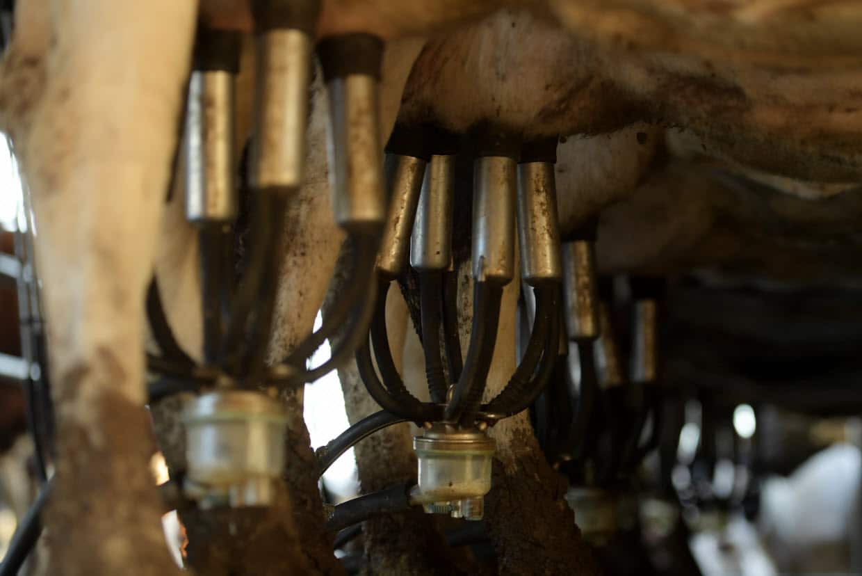 Dairy cattle have vacuum pumps attached to their udders during milking.