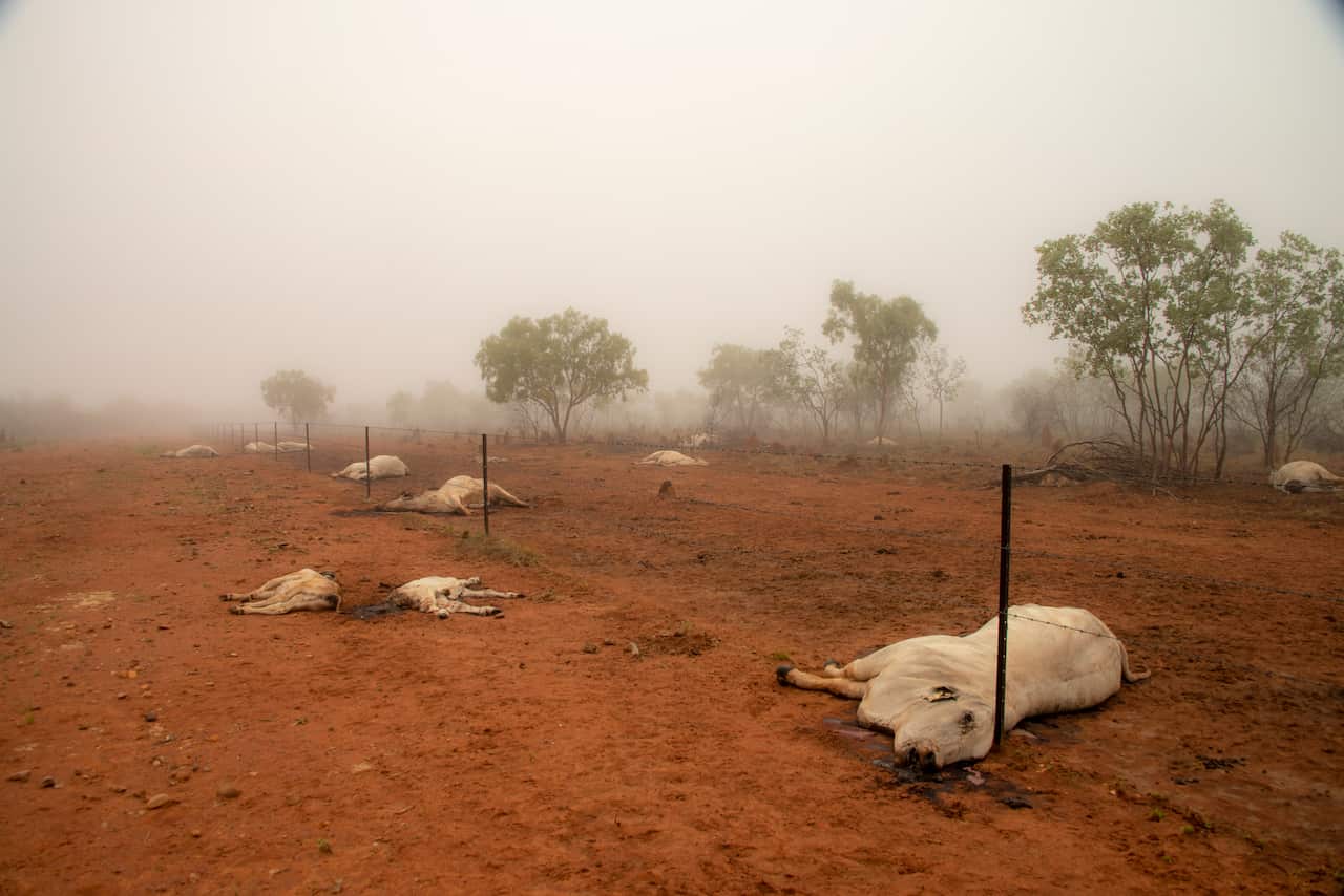 Farmers are facing years with no income.