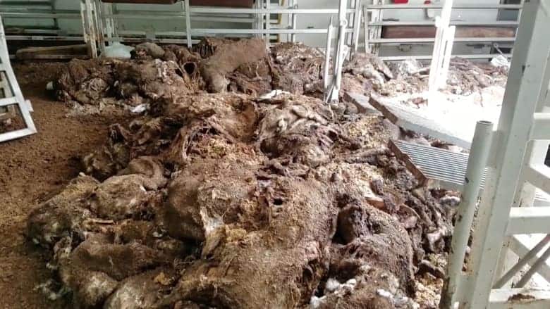 The rotting bodies of sheep that died en route to the Middle East.