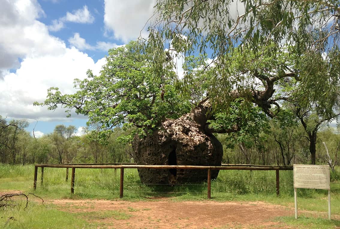 The so-called "prison tree", a boab tree near Derby, Western Australia