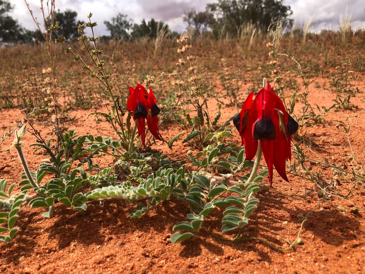 Sturt’s Desert Peas need annual rainfall between 125 and 250mm per year to flower.