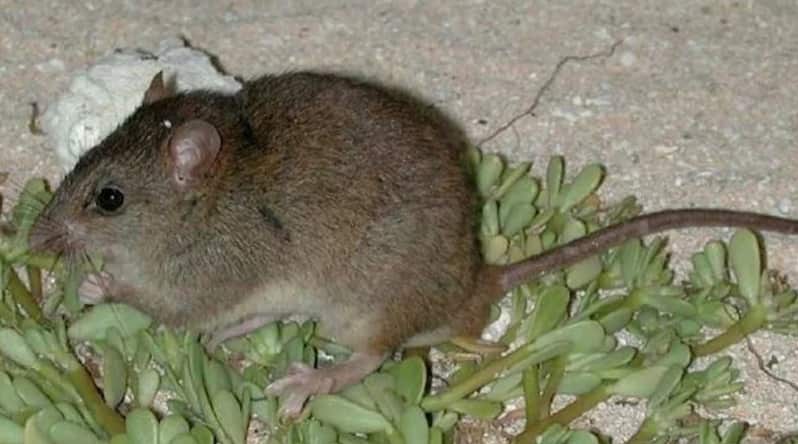 The Bramble Cay melomys is the first species thought to have become extinct due to climate change.