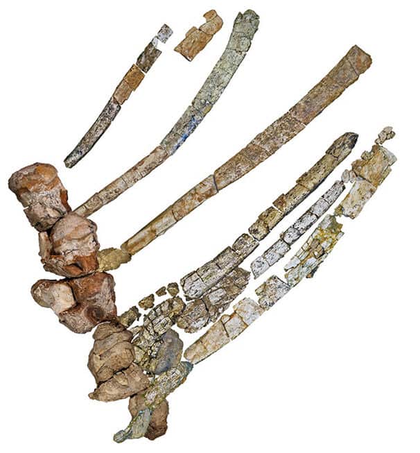 Bird's-eye view of the reconstructed Austrosaurus mckillopi site.