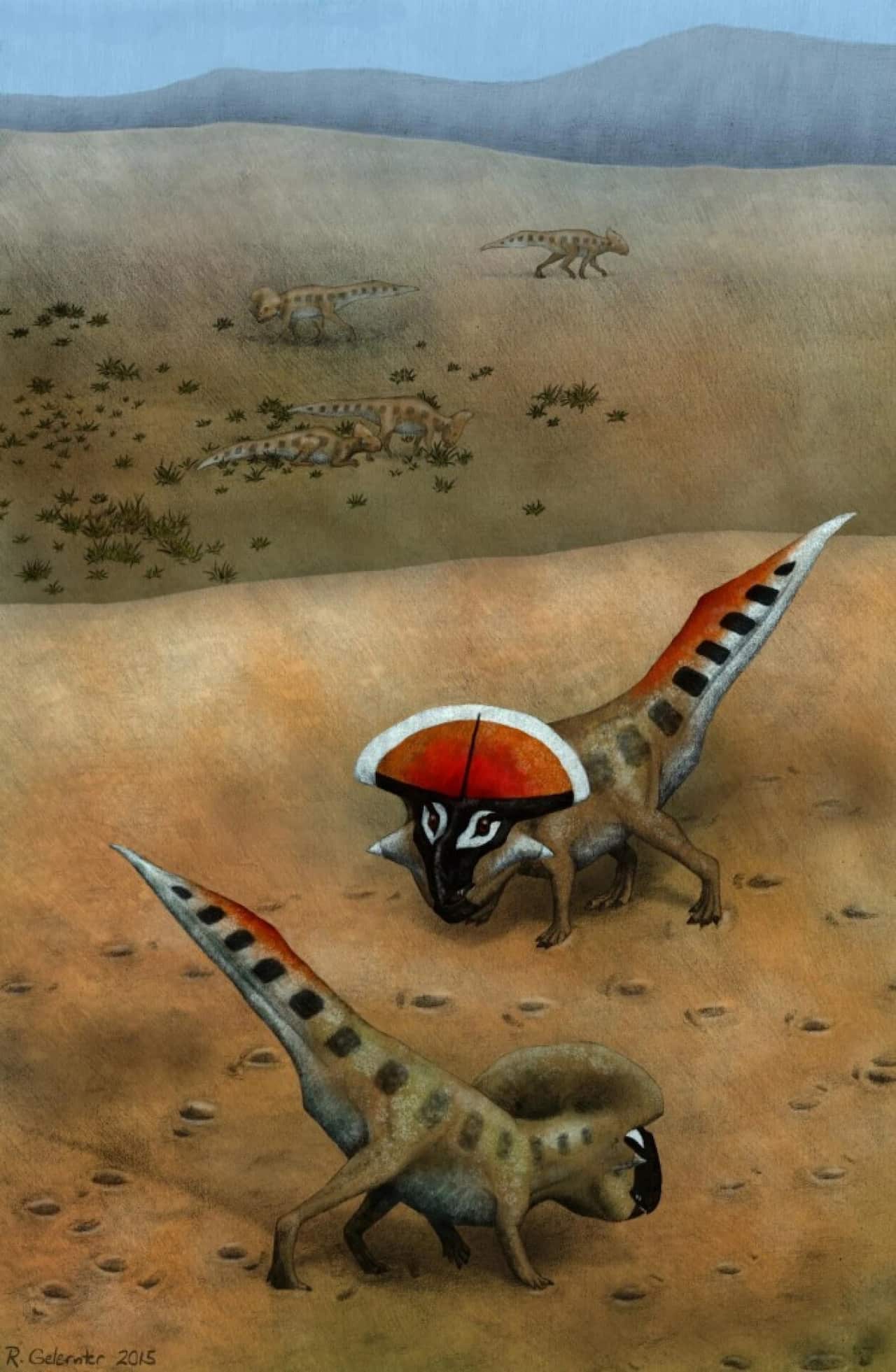 This is a life restoration of adult Protoceratops andrewsi in the foreground engaging in speculative display postures.
