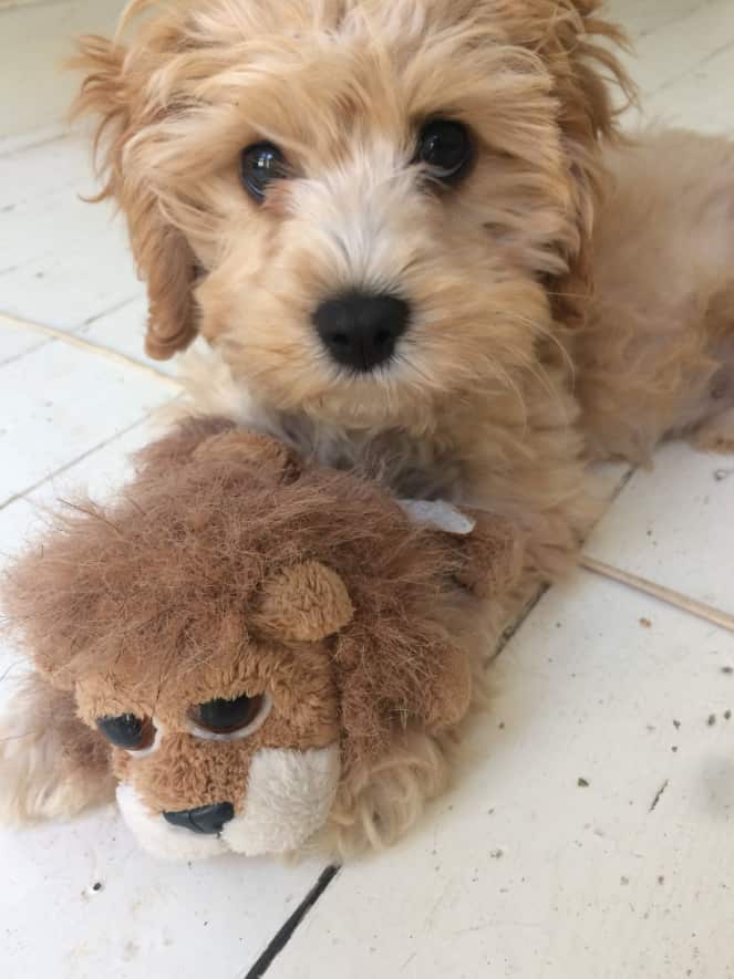 Australian poet Fiona Wright's assistance dog named Virginia.