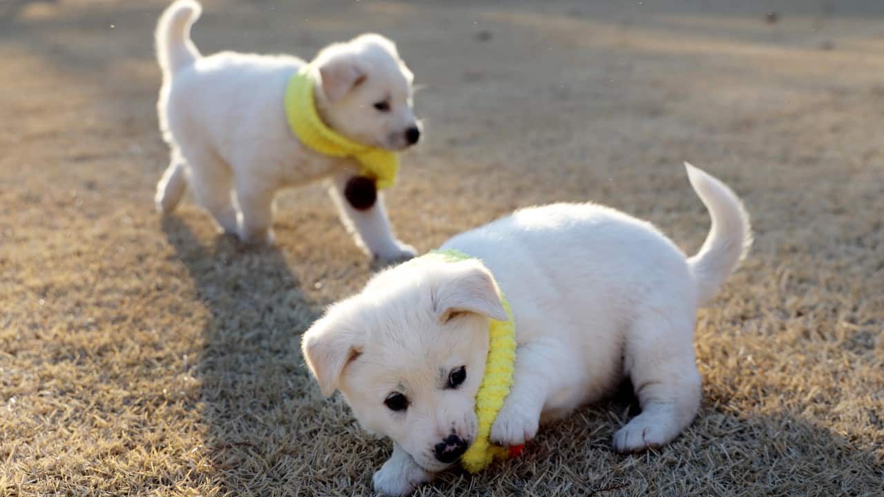 Two puppies born to a North Korea-gifted dog play on the grounds of the presidential office Cheong Wa-dae, Seoul.