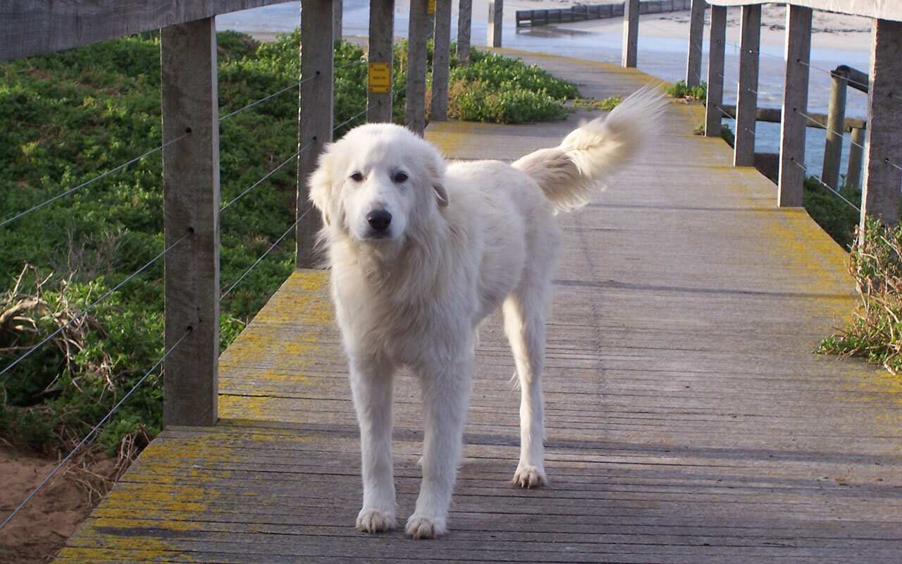 A supplied photo made available Monday, Jan. 5, 2009, of one of two Maremma dogs used to protect penguins on Victoria's Middle Island.