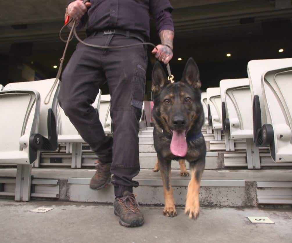 Detector dogs remain stronger, smarter and faster in the field.