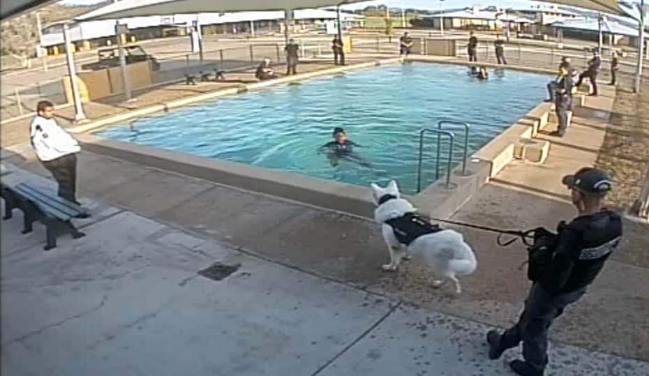 Dogs at detention centre