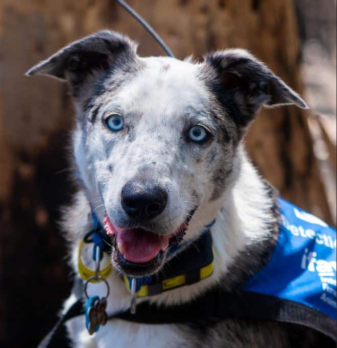 Bear wears special boots and a vest while working in fire zones.