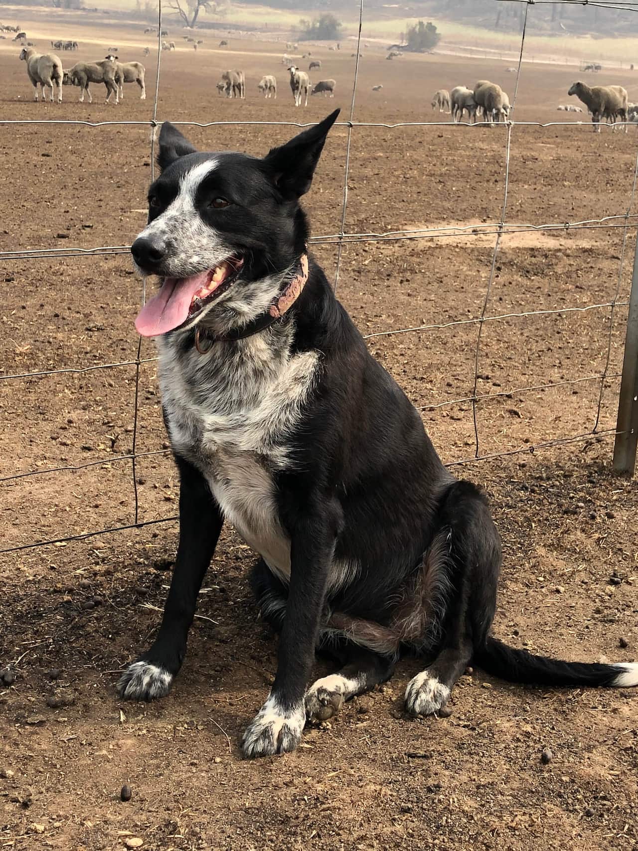 Patsy kept clam in the face of the raging bushfires. 