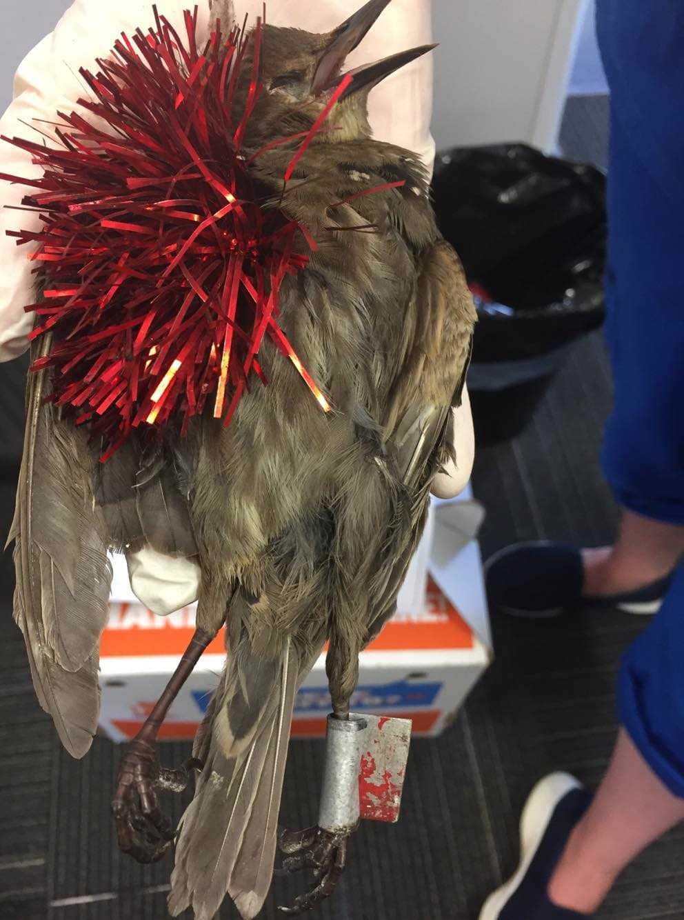 In some cases, the decorations prevent the bird from eating, drinking and flying.