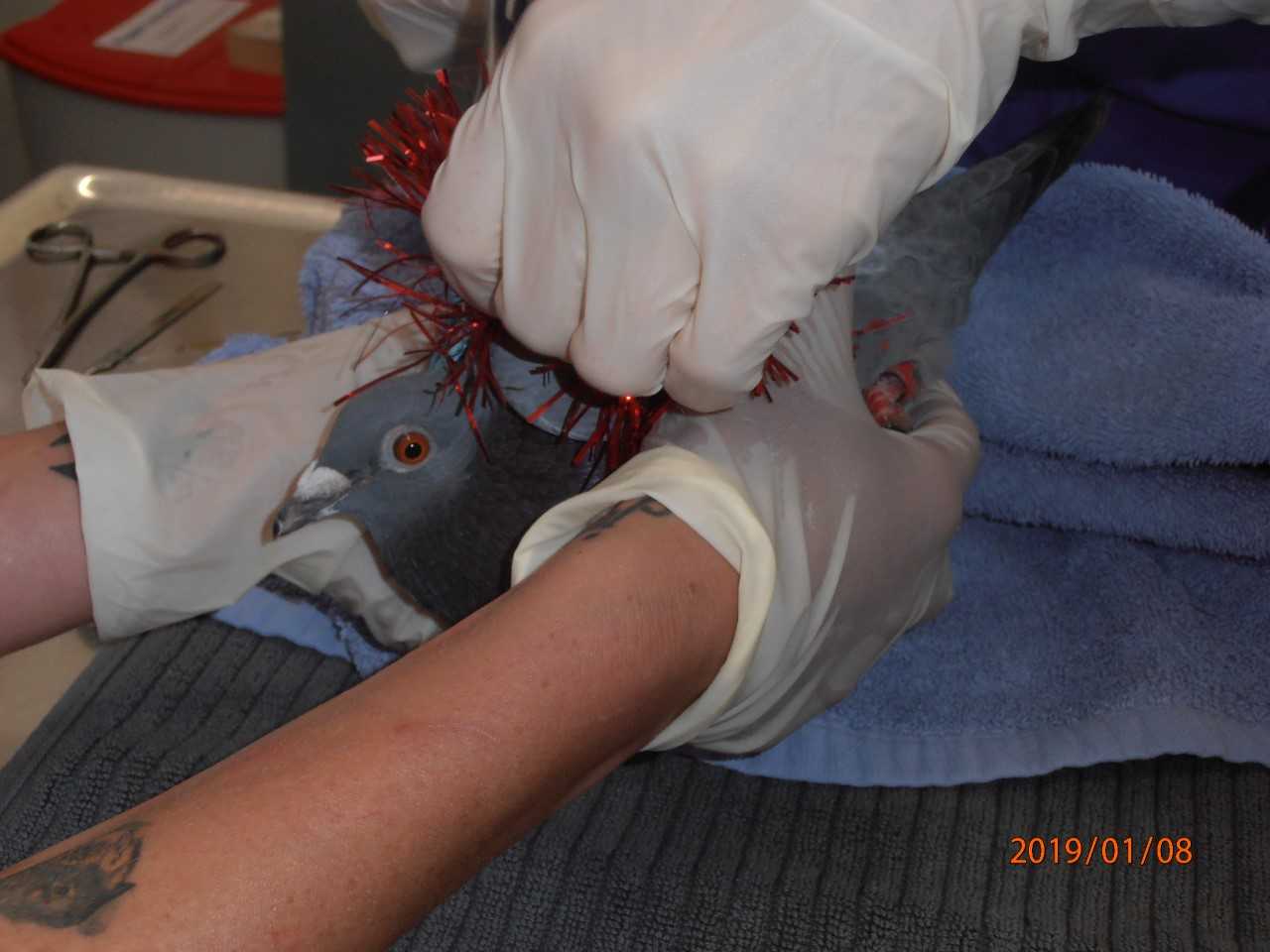 Tinsel being removed by a SPCA staff member.