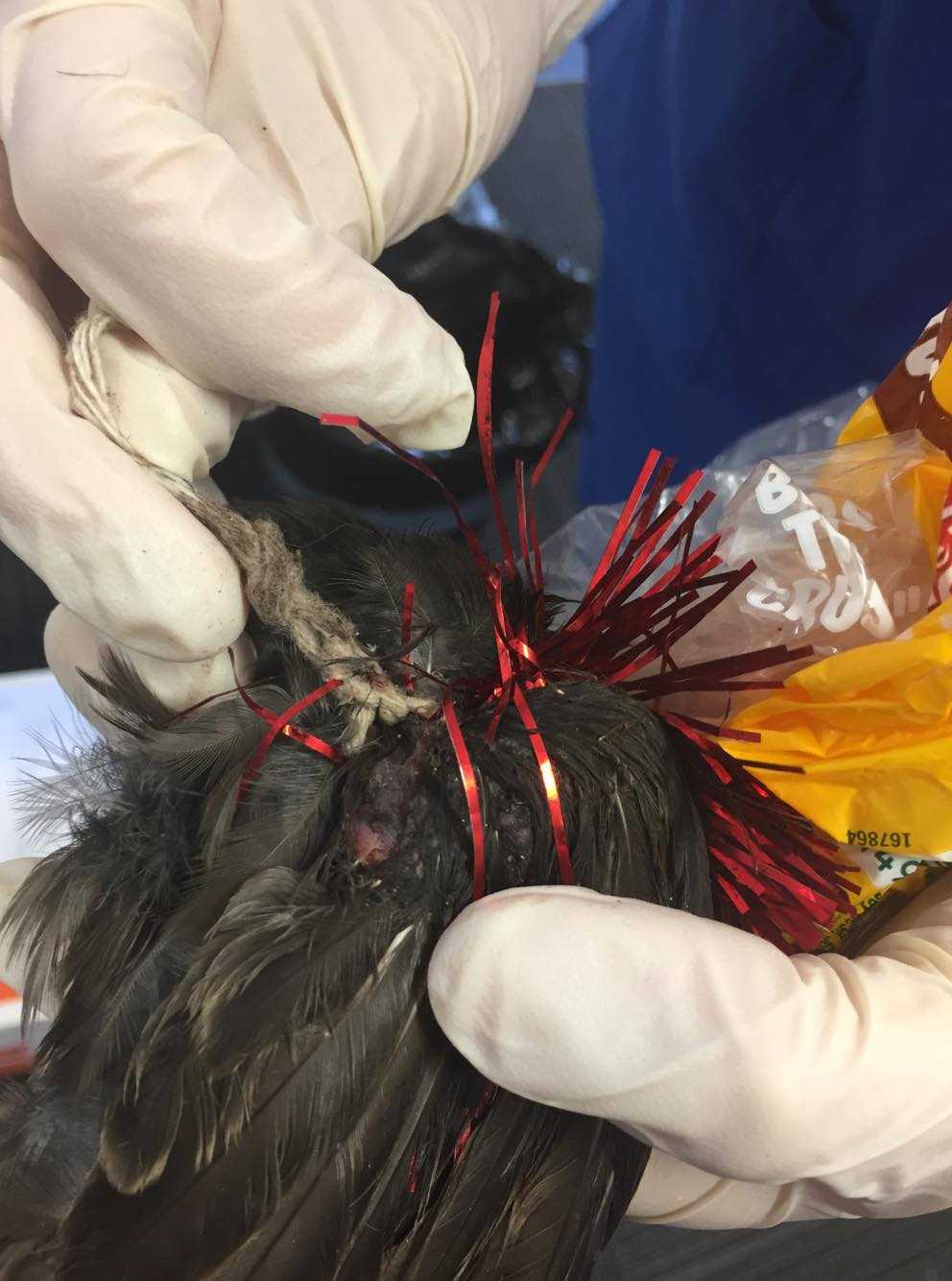 SPCA Wellington said they are now treating this as an ongoing investigation. 