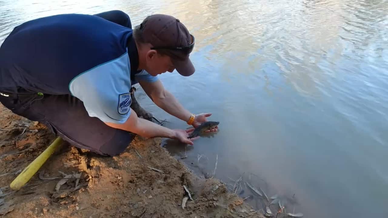 More than 800 fish have been caught and relocated to areas of the lower Darling.