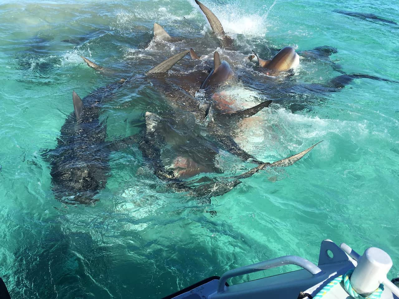 Tiger sharks in a feeding frenzy surround a dead humpback whale. (Facebook)