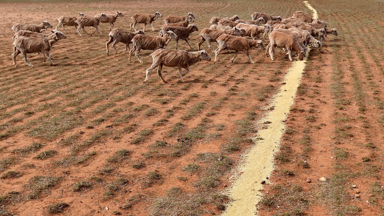 Grain feed is left for sheep grazing on a failed crop on crop and livestock farmer Wayne Dunford's Lynton Station west of Parkes.