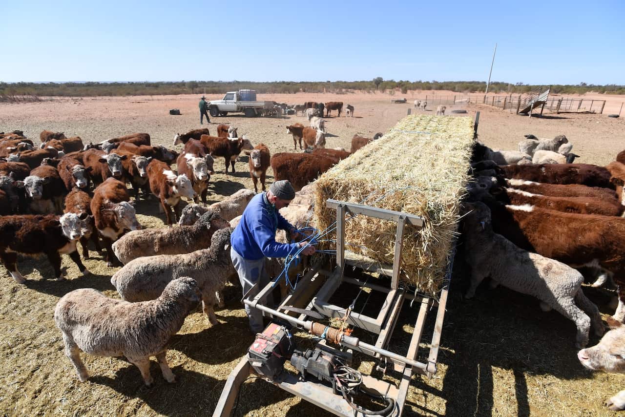 Stock gather to feed at Langawirra Station north of Broken Hill, New South Wales, Monday August 20, 2018.