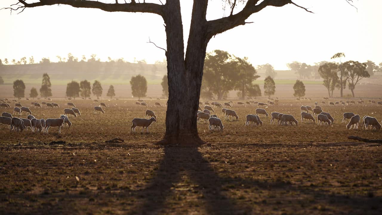 A mob of sheep graze on the dry and dusty fields of a failed crop near Parkes.