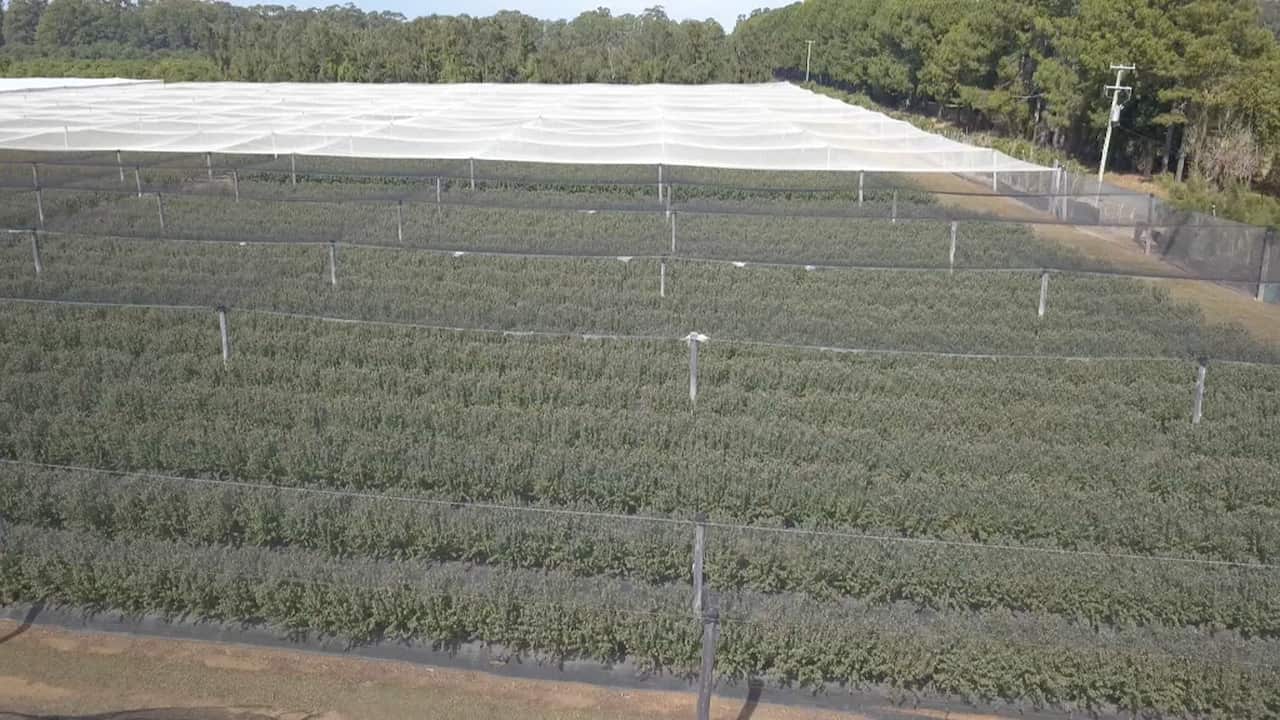Crops in Coffs Harbour are wilting under drought conditions.