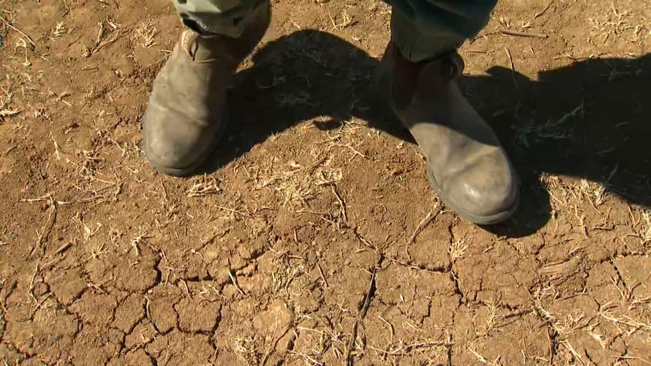 The ongoing drought has grape-growers in the Hunter Valley bracing for yet another challenging harvest season.