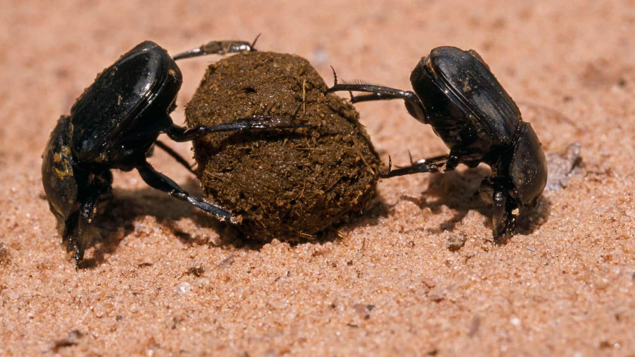 Dung beetles roll a dung ball.