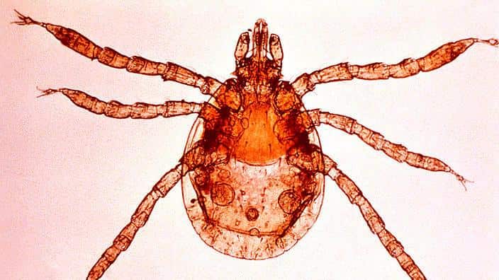 Ventral view of a tick