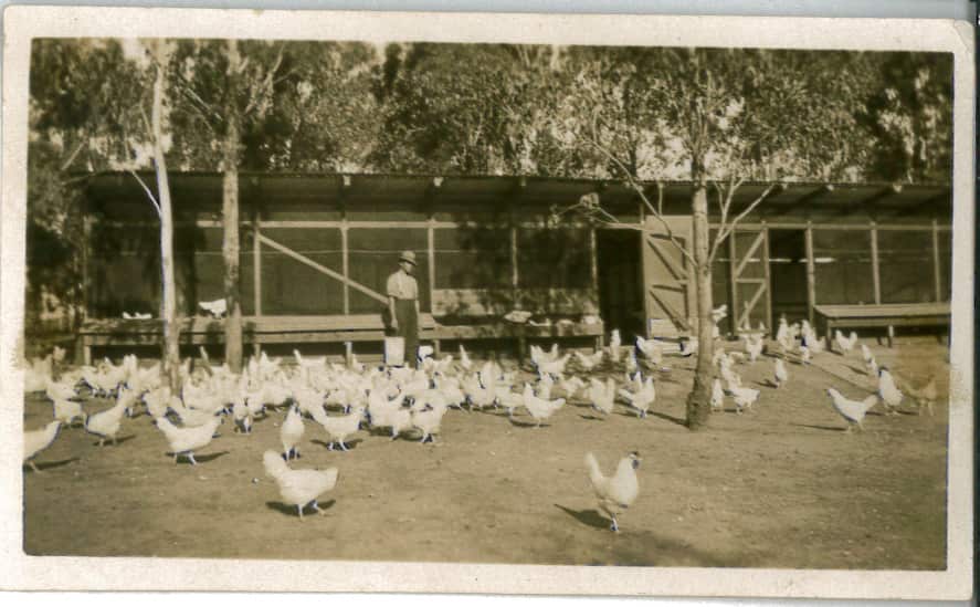 A teenaged John Velcich tends his first chickens.