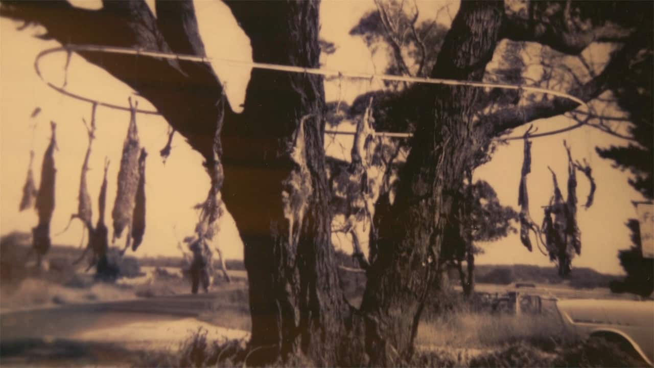 Foxes hanging from a tree on the Mornington Peninsula
