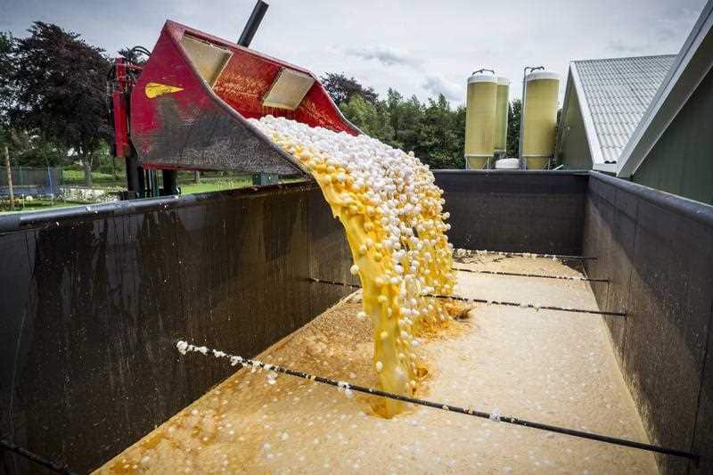 Eggs being destroyed at a farm in Onstwedde, the Netherlands, after it was discovered they contain toxic levels of the pesticide Fipronil, 03 August 2017. 
