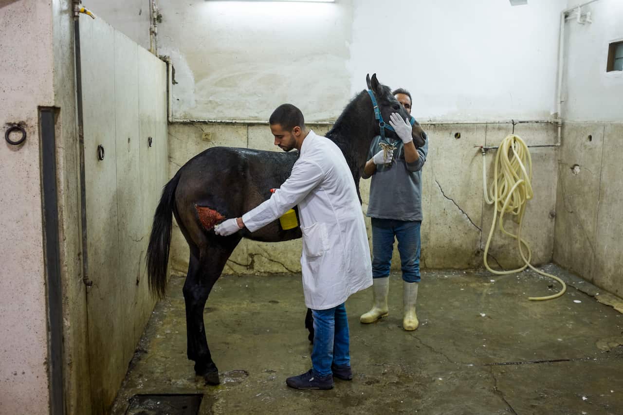 A veterinarian cleans a horse's wound while his assistant holds the horse still.