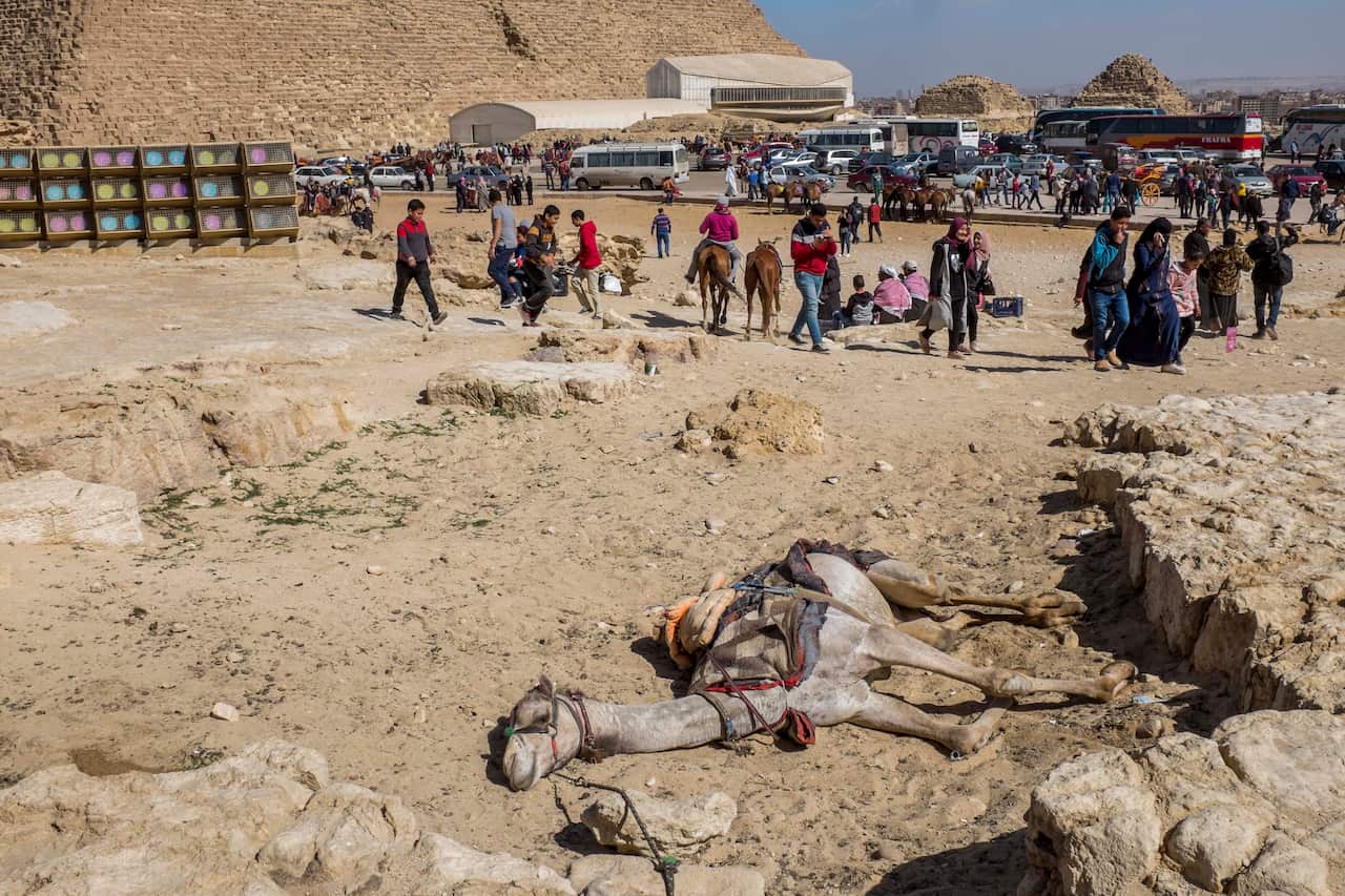 A collapsed camel near the Egyptian pyramids, in Cairo,