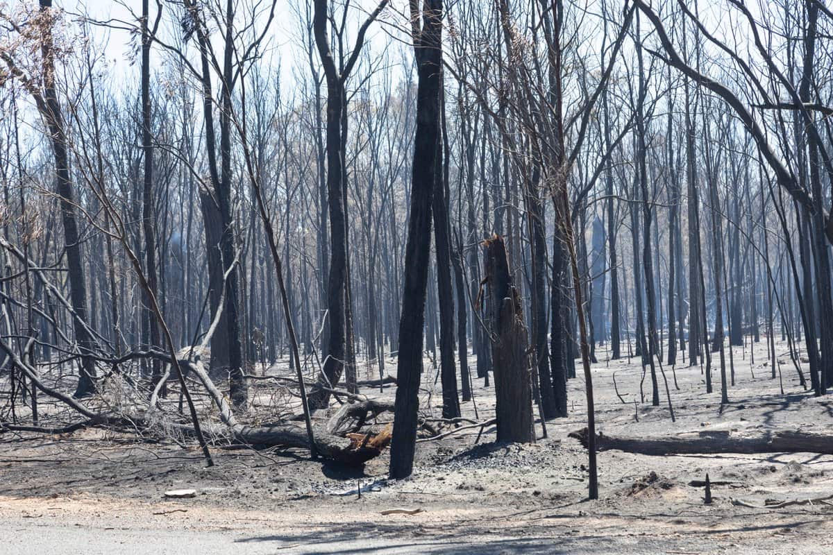 A blaze at Cypress Gardens left little in its wake.