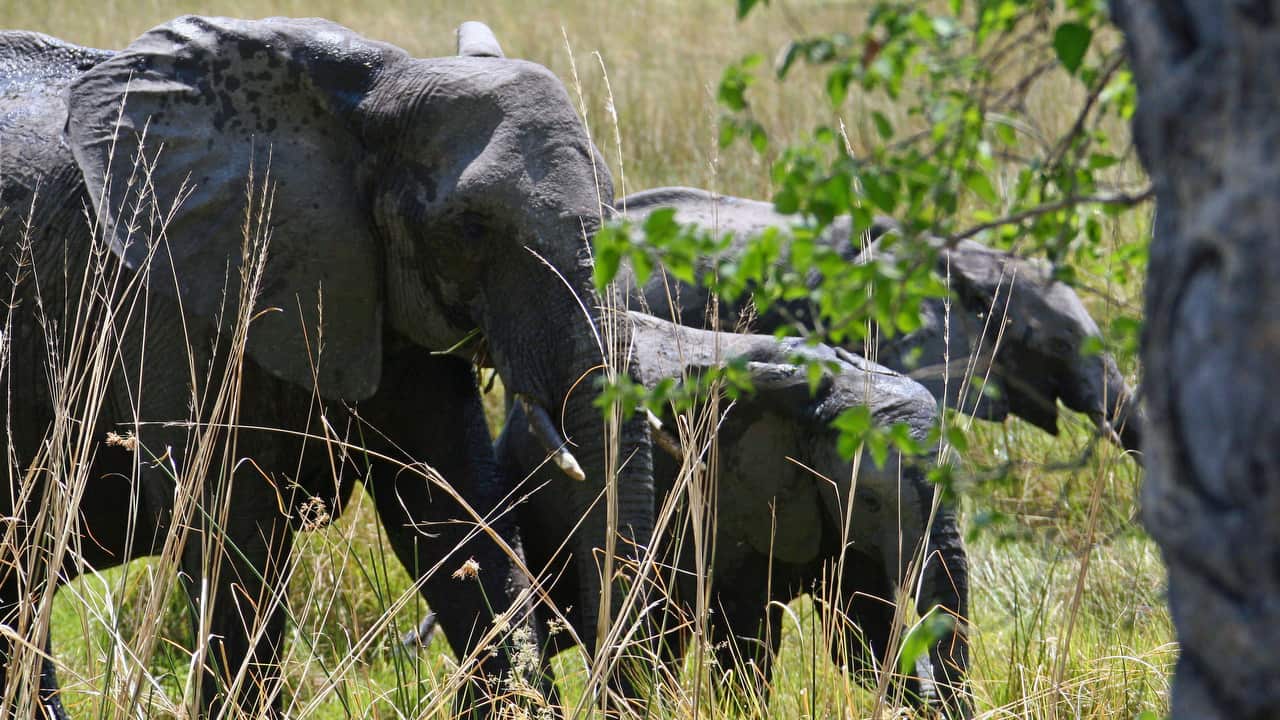 Botswana has the largest elephant population in Africa, with more than 135,000 roaming freely in its unfenced parks and wide open spaces.