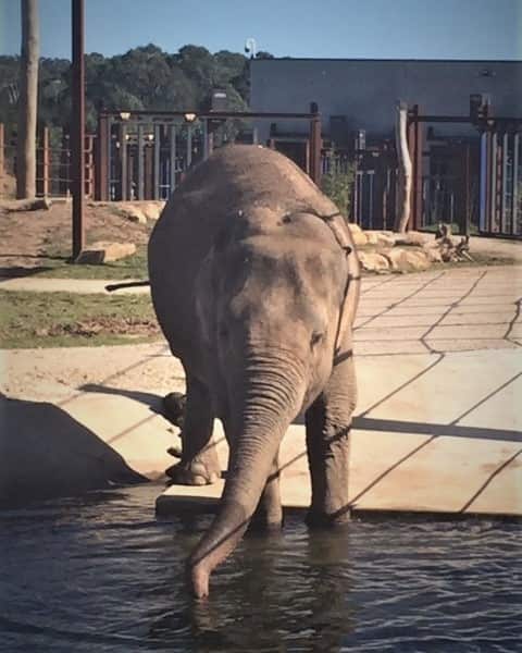 Saigon is an Asiatic elephant, at Sydney Zoo.