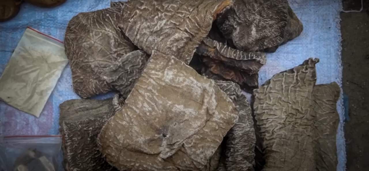 Dried elephant skin that would be sold at a market.