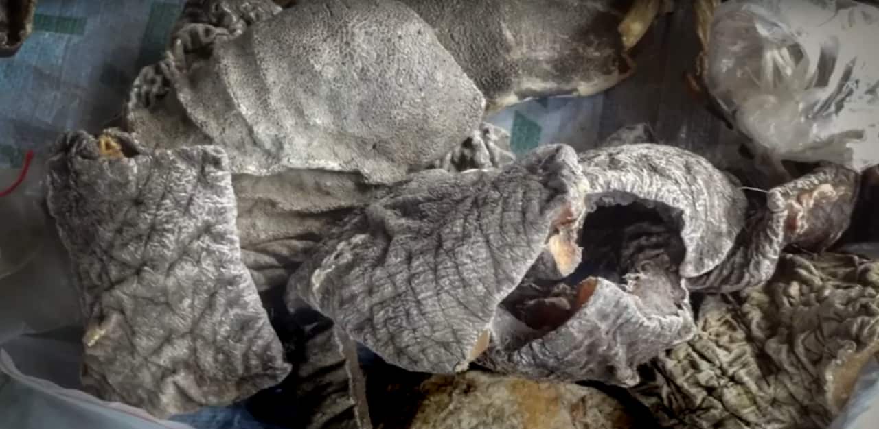 Example of elephin skin that would be sold at a street market.