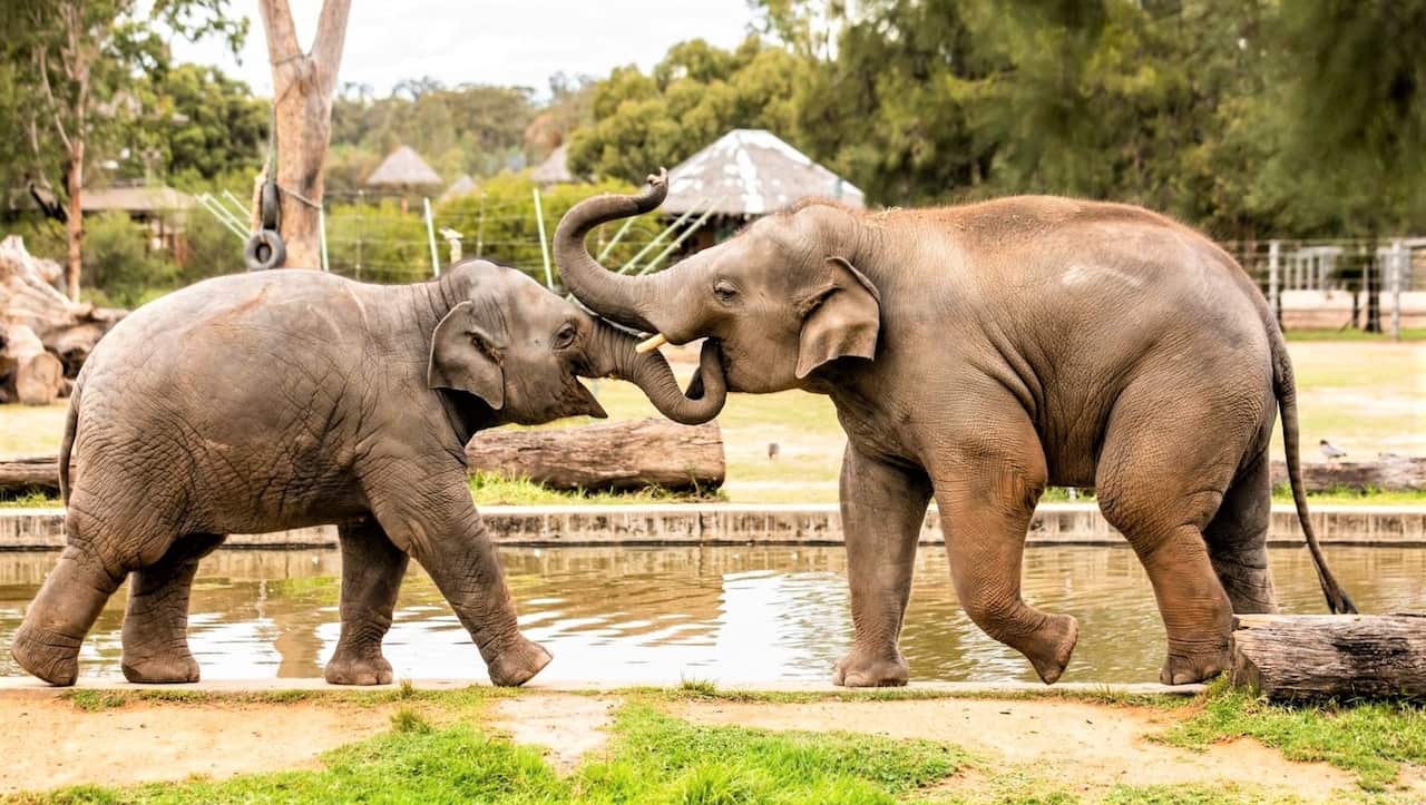 Asian elephants at the zoo in Dubbo.
