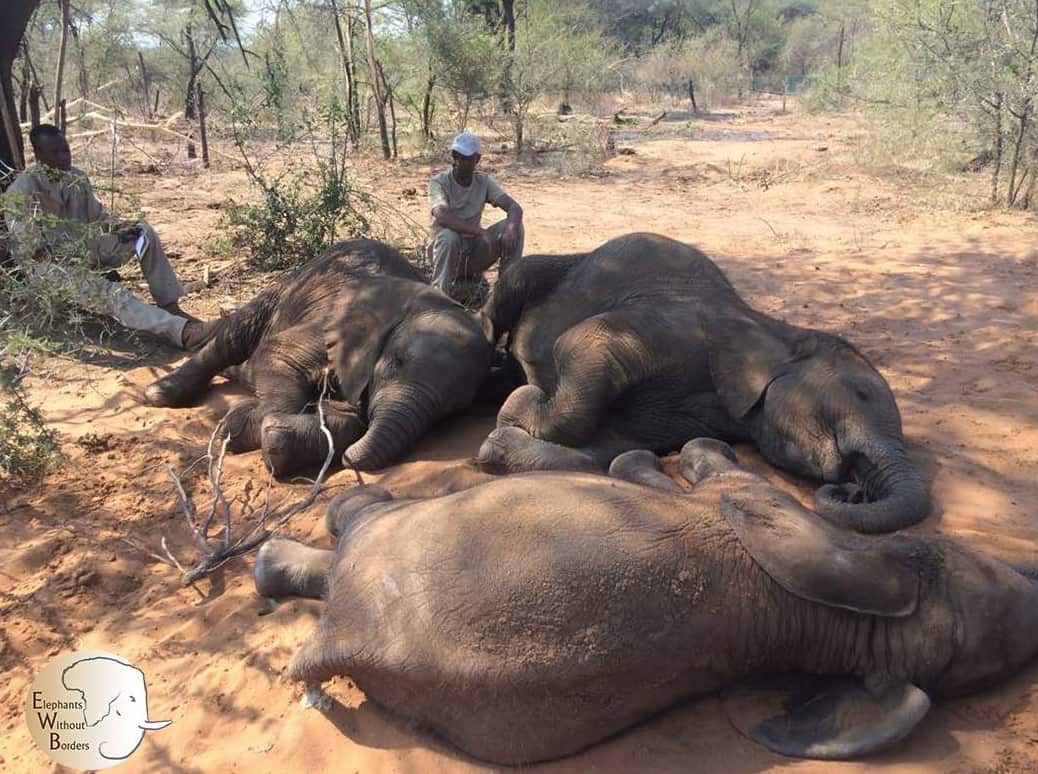 Image of elephants sleeping in Botswana 