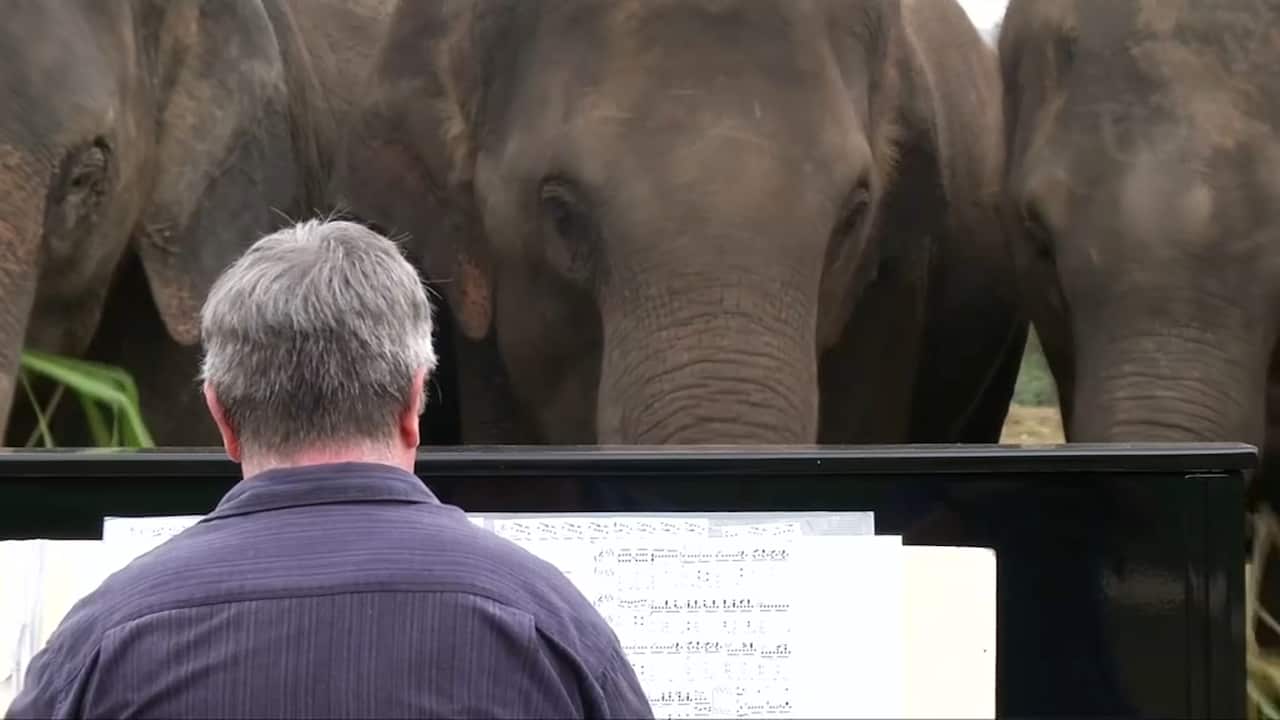The animals at Elephants World get good food, medical treatment and music. 