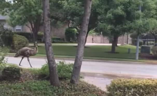 An emu on the loose in a Texan neighbourhood.