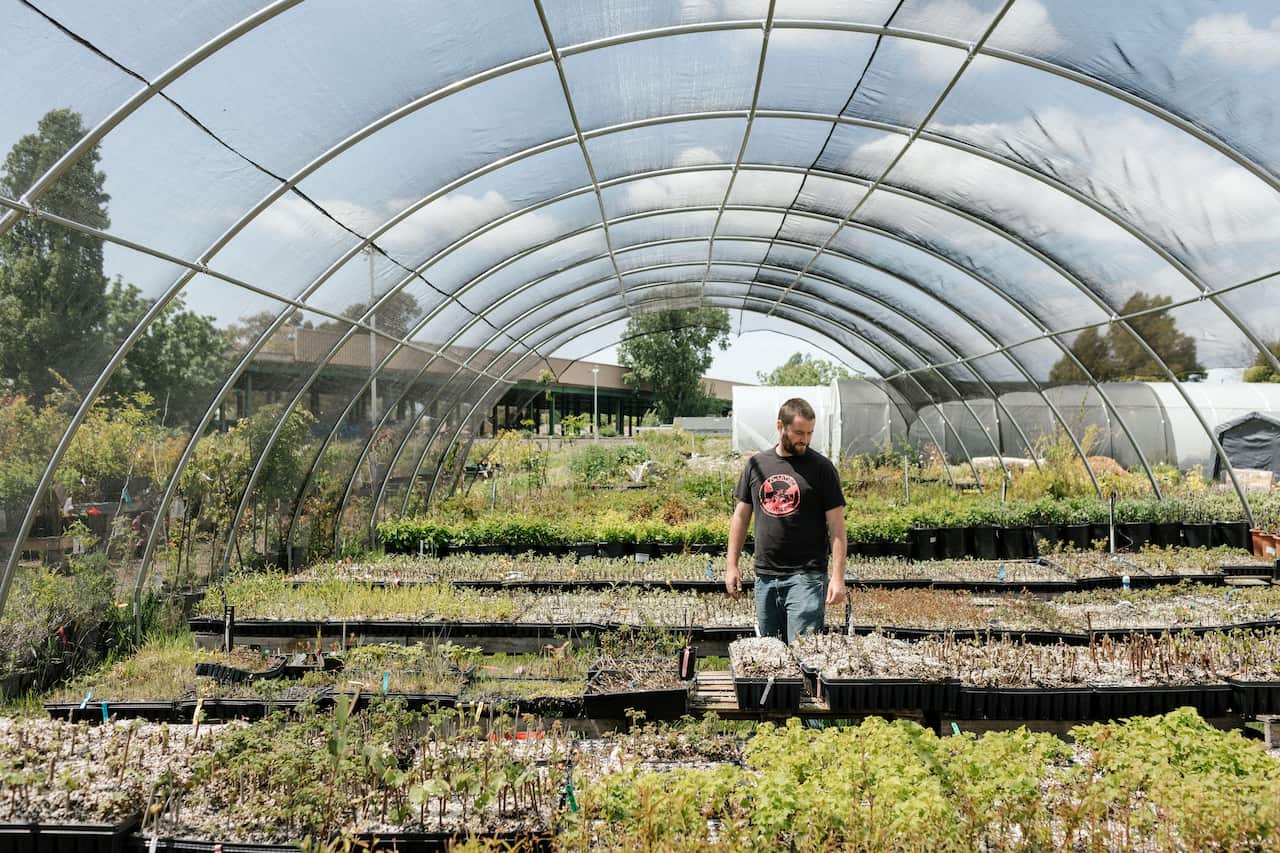 Gavin Raders, one of the founders of Planting Justice, stands in a hoop house with sapling at the Planting Justice Nursery in Oakland, Calif.