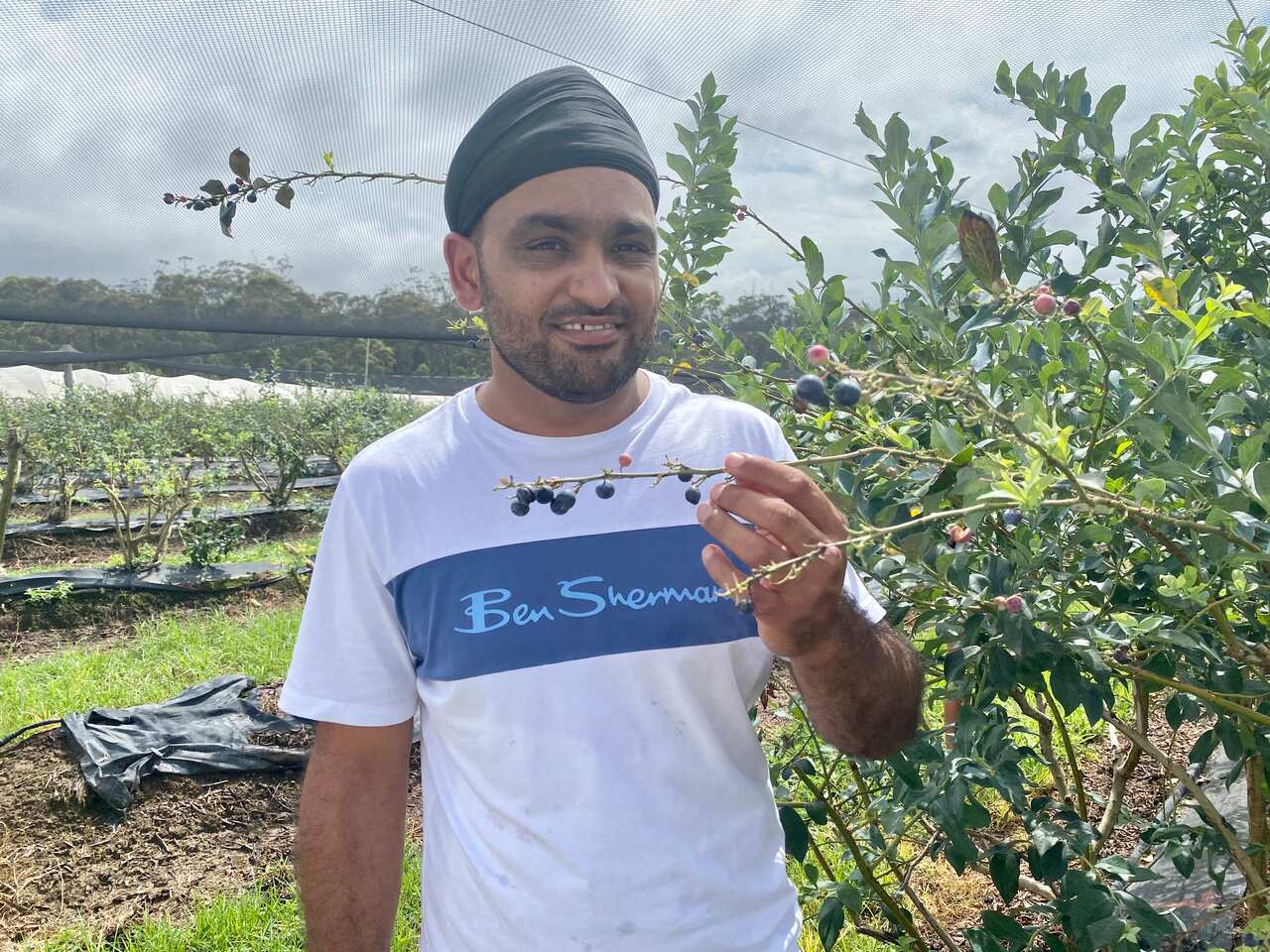 Sikh blueberry grower Aman Lehl at his farm in Corindi Beach, NSW.