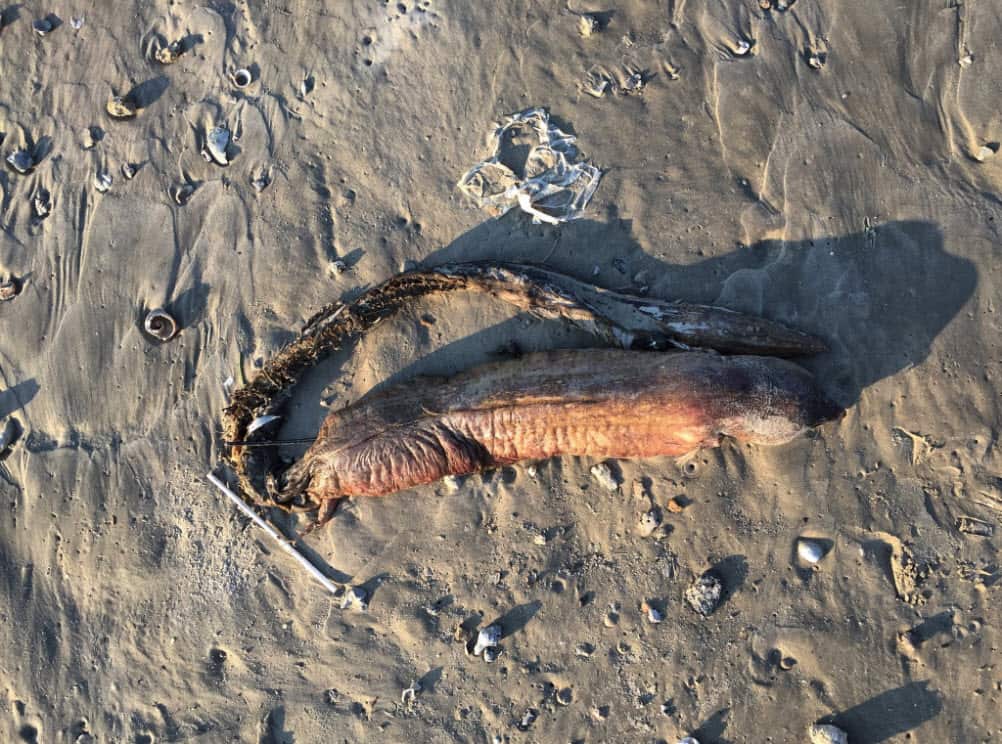 The eel-like creature was found by Preet Desai who was asessing the damage of Hurricane Harvey a Texas beach.