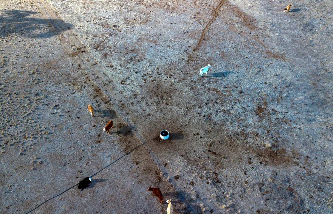 An aerial shot shows cattle on a dry paddock in the drought-hit area of Quirindi in New South Wales.