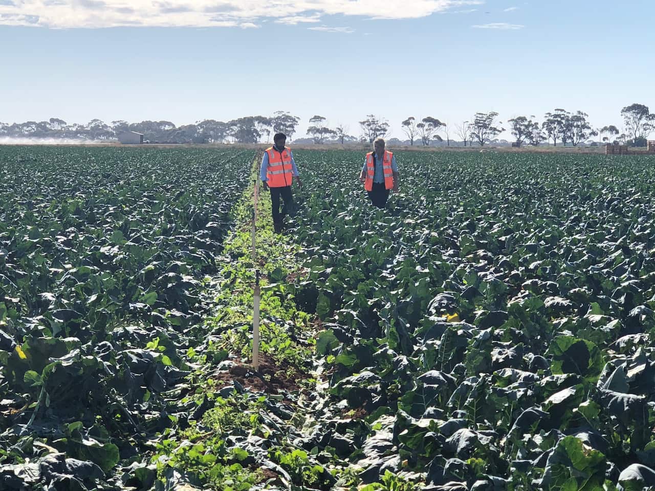 Barinder Puri and Catherine Velisha in field of broccoli
