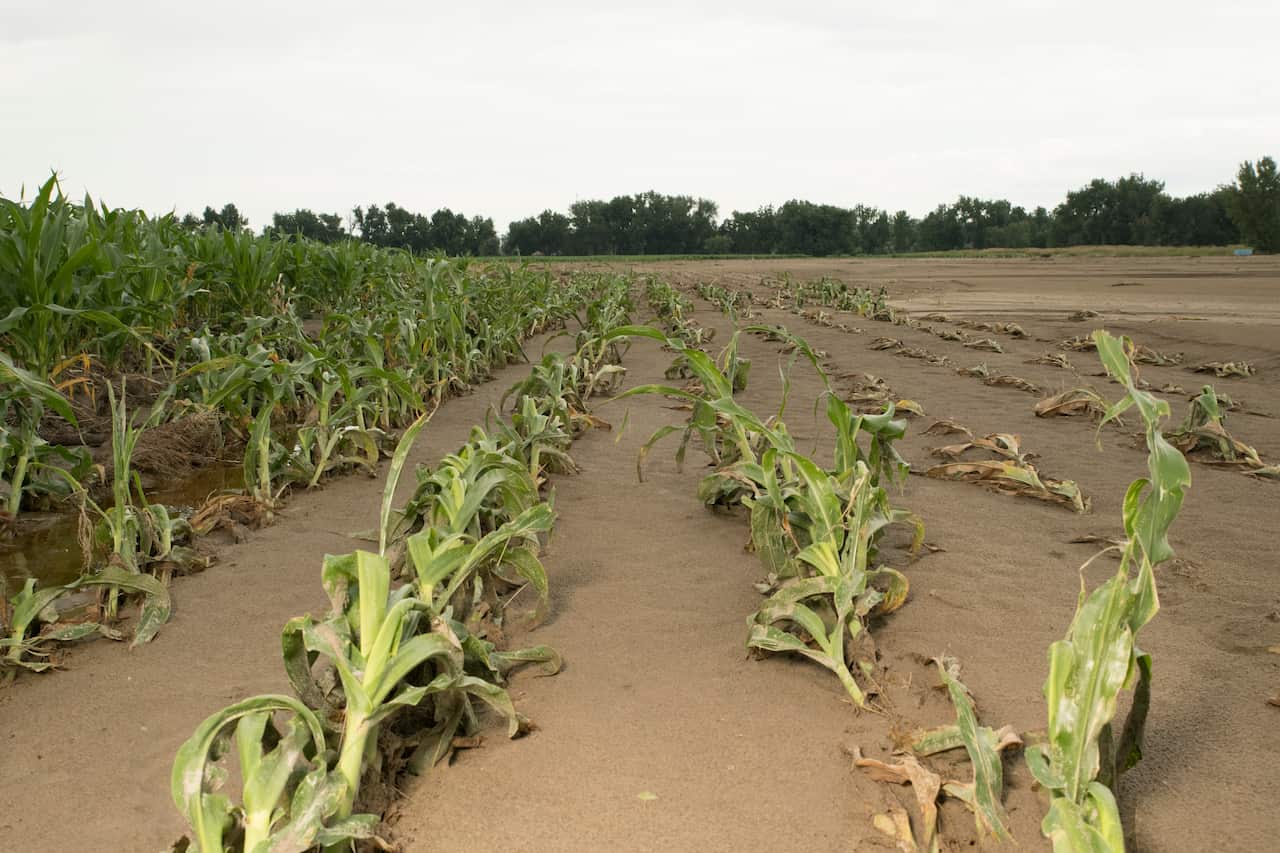 A cornfield buried under silt from an irrigation canal failure near Fort Laramie, Wyo., July 27, 2019. (Theo Stroomer/The New York Times)