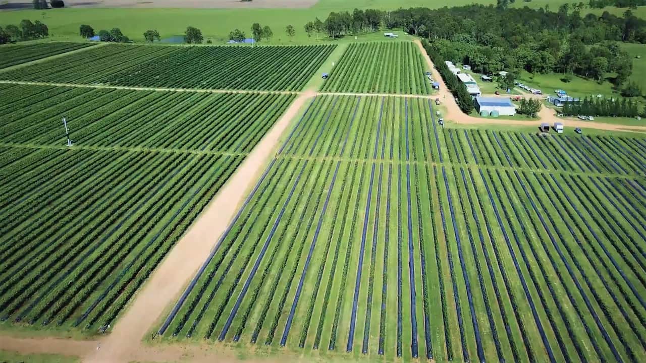 Mountain Blue farms are at Tabulum in Northern NSW.