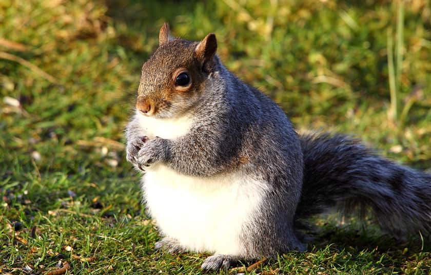 fat squirrel